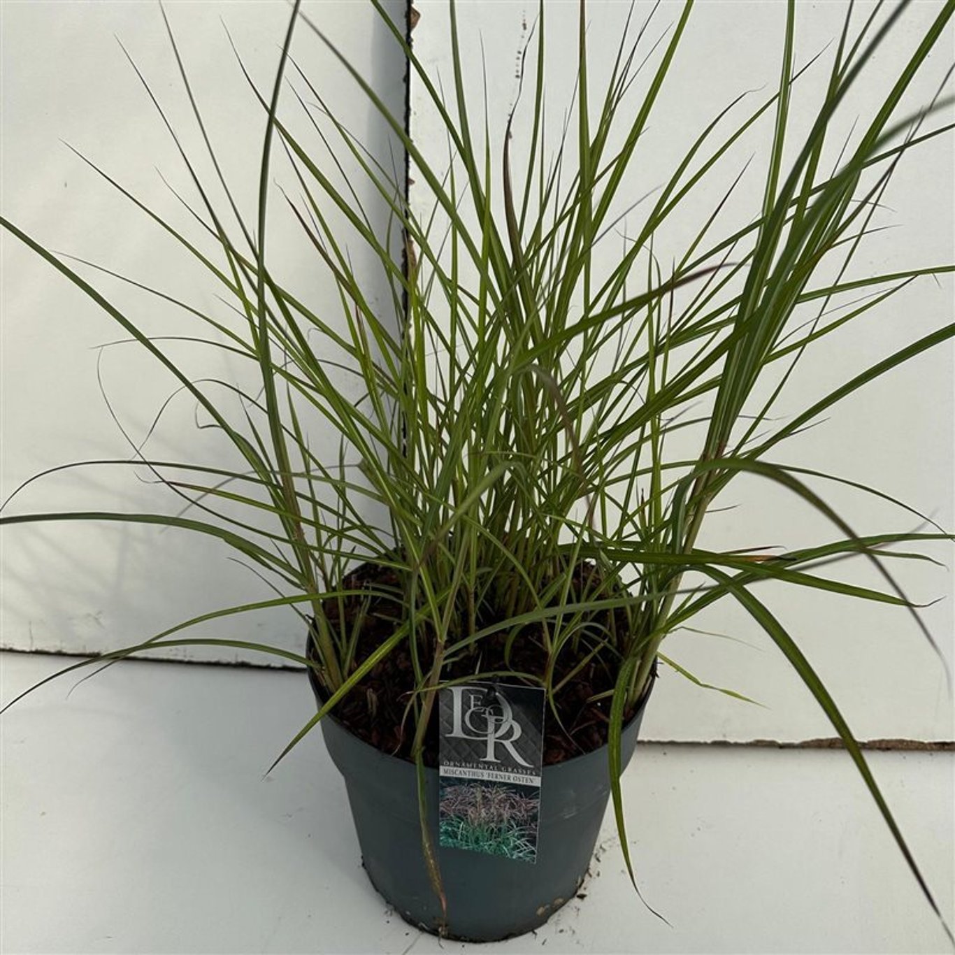 Miscanthus sin. 'Ferner Osten' - C10